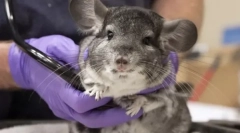 Zakaj chinchilla snema kaj storiti